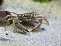 Malawi krab 