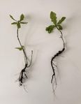 Ek plantor