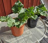 Rabarberplantor 