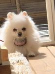 renrasig pomeranian tik