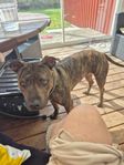 hund amstaff 