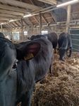 Avelstjurar Angus 