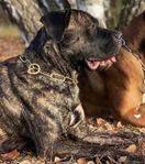 Cane Corso tik (SKK-Reg) 