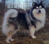 Finsk Lapphund - kommande kull