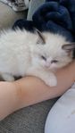 Ragdoll med stamtavla