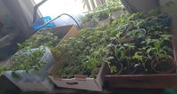Billiga tomatplantor 