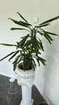 Stor dracena växt och piedestal 