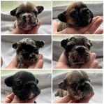 Fransk bulldog valpar 