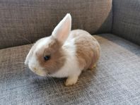 Kaninunge till salu