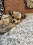 Shitzu / chihuahua valpar 