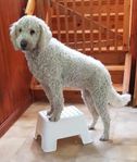 Goldendoodle f2b/multi