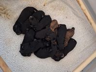 Goldendoodle f2b/multi