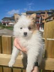 pomeranian/pomchi leveransklar