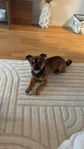 hund 