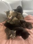 kattungar