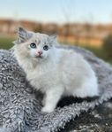 Ragdoll kattunge 