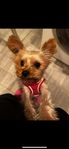 Liten Yorkshireterrier - 2,5 år