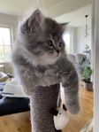 Underbar fluffboll