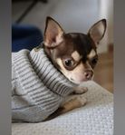 En chihuahua på 4år