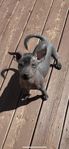 Mexikansk nakenhund (xoloitzcuintle) liten. SKK-reg.