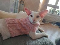 Peterbald hane 10 månader 