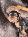 English toy terrier 