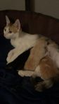 Kattungar