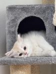 Ragdoll/Brittisk