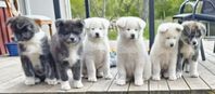 AKITA (inu) leveransklara valpar SKK