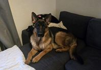 Schäferhane på 1 år söker kärleksfullt hem