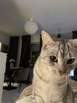 Milo, 2 år 