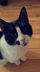 Katt