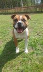 Staffordshire Bullterrier Tik