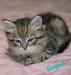 sibiriska kattungar 