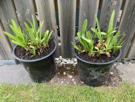 2st Afrikas blå lilja (Agapanthus)