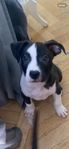 amstaff blandrasvalpar
