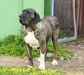 Fila Brasileiro