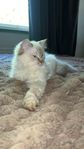 Ragdoll kattunge