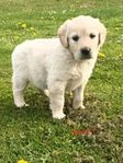 Golden Retriever Valpar