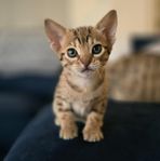Ocicat - honkattunge söker fodervärd