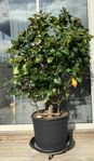 Stort Citronträd (Plantans höjd 120cm)