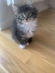 Söta kattungar söker hem