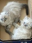Ragdoll x Neva maquerad