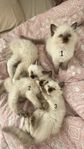 kattungar ragdoll