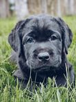 skk reggad Labrador Retriever 