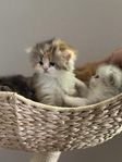 BRITTISK LÅNGHÅR/CHINCHILLAPERSER KATTUNGAR