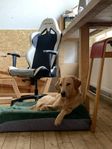 Omplacering labrador, Stockholm  
