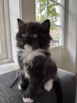 1/2 Ragdoll 