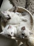 Sibirisk/Ragdoll kattungar 