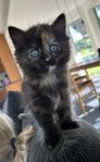 1/2 Ragdoll